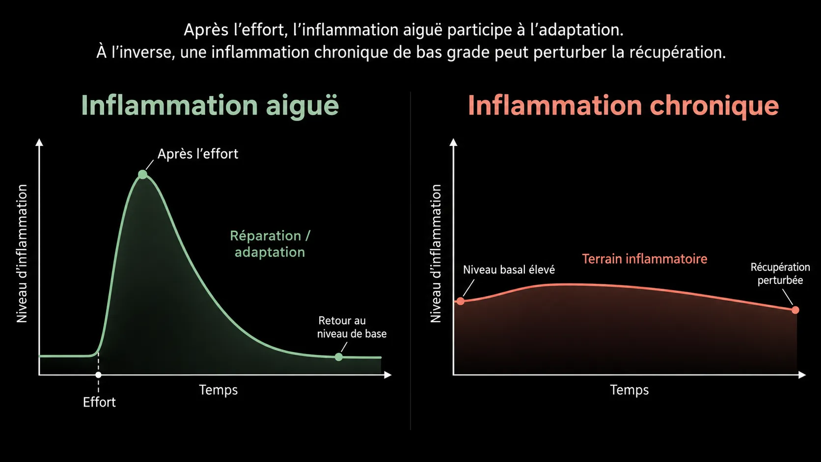 Comparaison entre inflammation aiguë après l'effort et inflammation chronique de bas grade