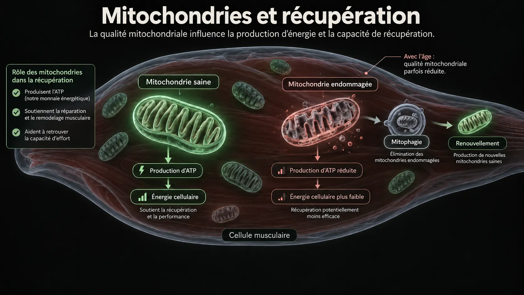 Mitochondrie saine, mitochondrie endommagée et processus de mitophagie