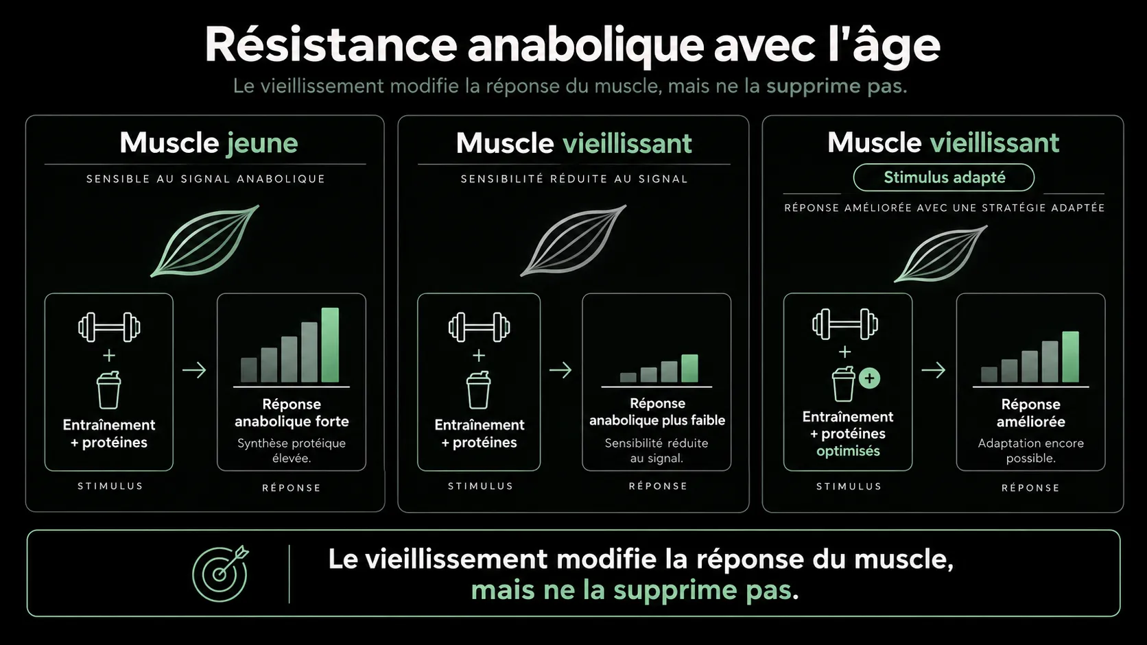 Comparaison de la réponse anabolique d'un muscle jeune et d'un muscle vieillissant