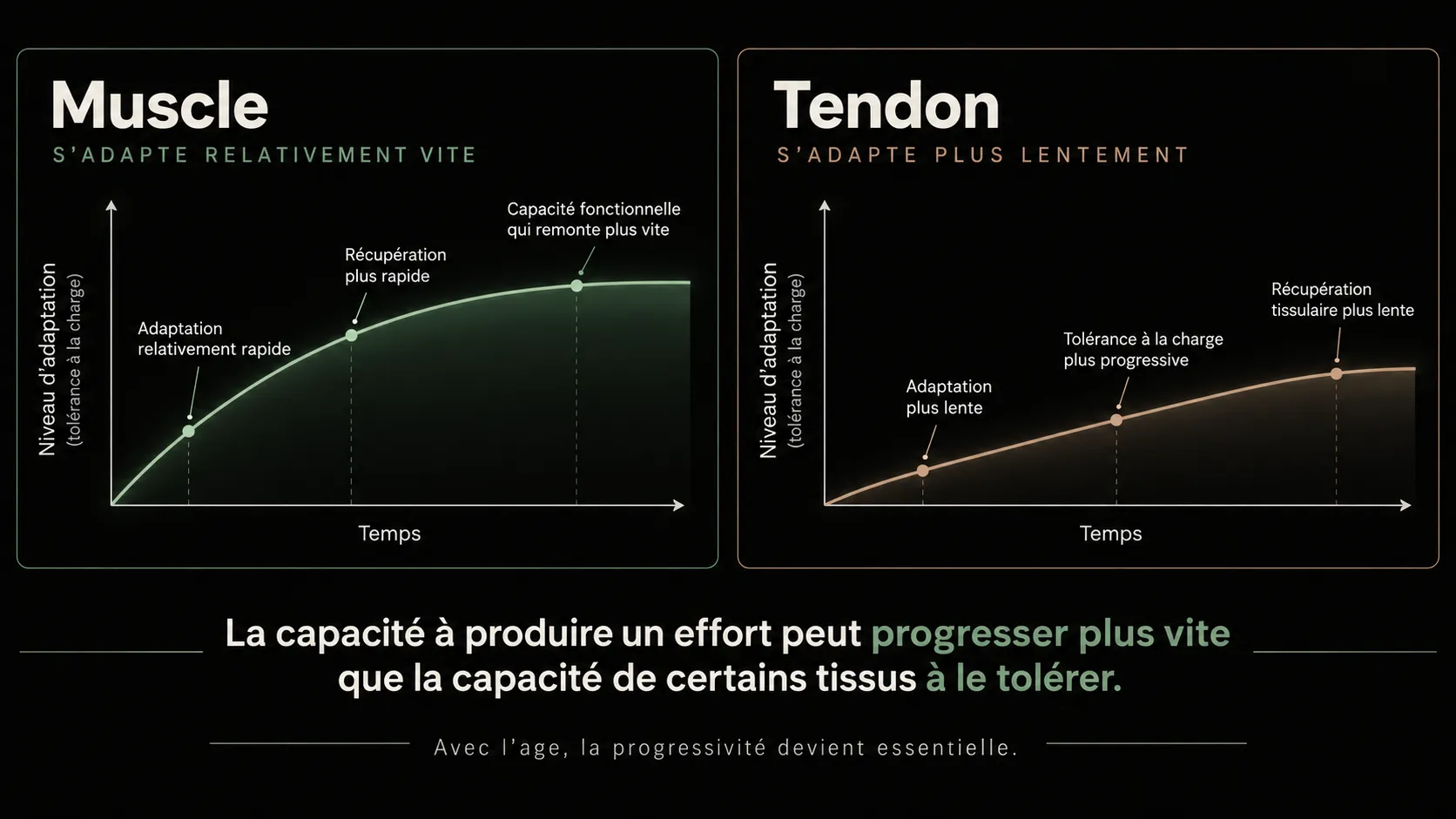 Comparaison de la vitesse d'adaptation du muscle et du tendon à l'entraînement